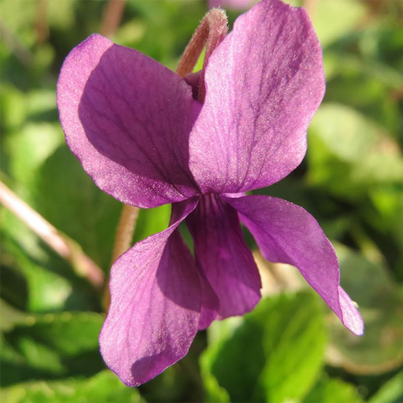 Viola odorata Red Charm - Violeta (Floración)