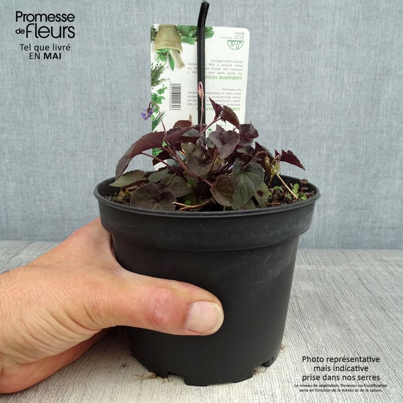 Viola riviniana var. purpurea Maceta 1,5L/2L Ejemplar entregado en la primavera