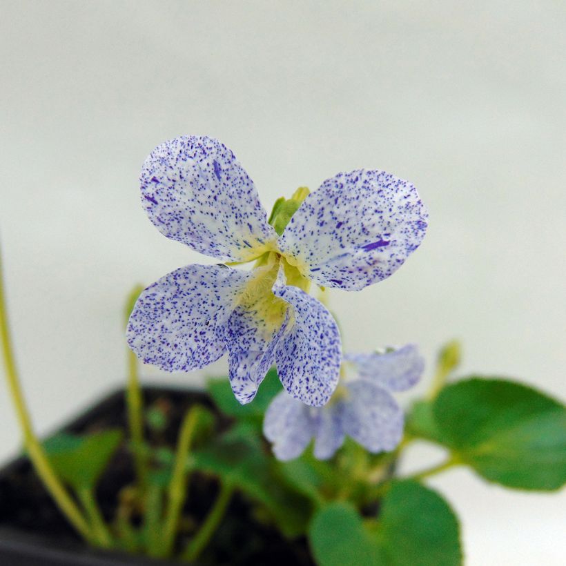 Viola sororia Priceana - Violeta (Floración)