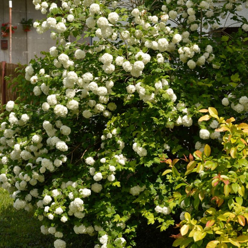 Viburnum opulus Roseum (Porte)