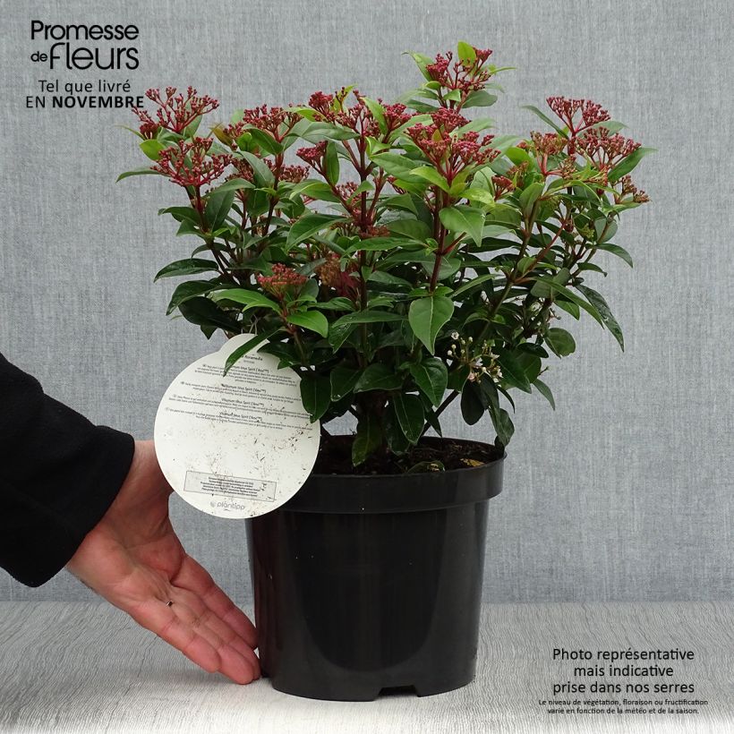 Ejemplar de Viorne, Laurier Tin - Viburnum tinus Spirit en pot de 4L/5L entregado en otoño