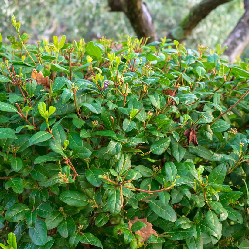 Viburnum tinus - Durillo (Follaje)