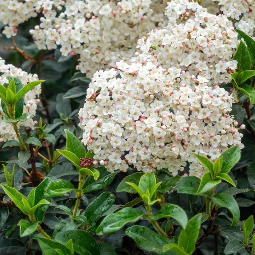 Viburnum tinus - Durillo (Floración)