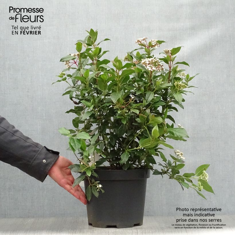 Viorne, Laurier Tin - Viburnum tinus en pot de 10L Ejemplar entregado en invierno