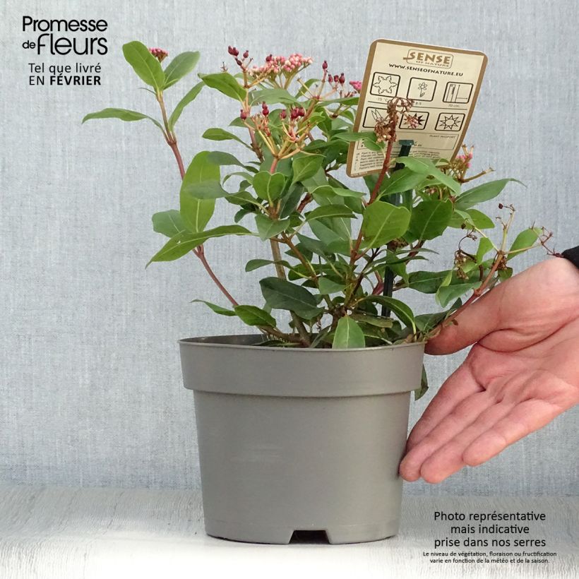 Viorne, Laurier tin - Viburnum tinus Gwenlian Pot de 2L/3L Ejemplar entregado en invierno