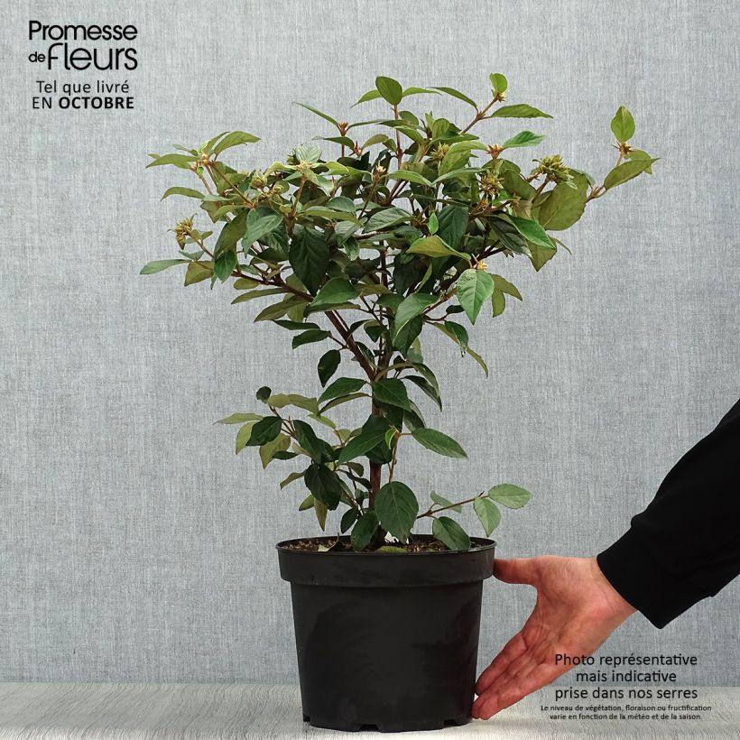 Ejemplar de Viorne - Viburnum Eskimo en pot de 4/5L entregado en otoño