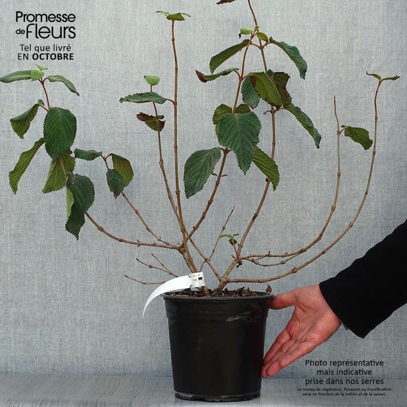 Ejemplar de Viorne, Viburnum Plicatum Mariesii Great Star en pot de 4,5L entregado en otoño