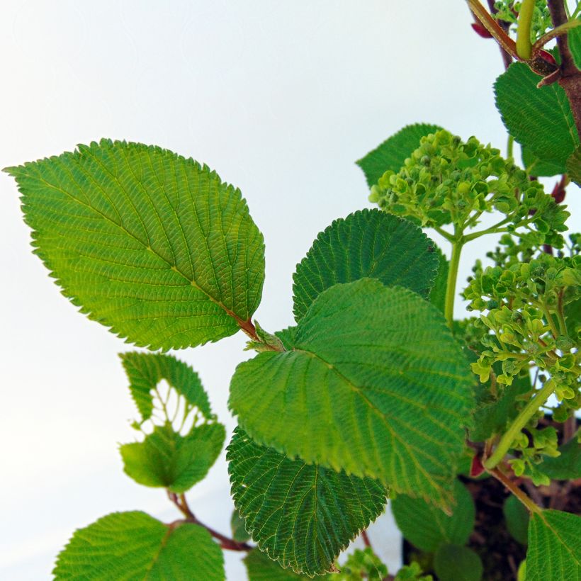 Viburnum plicatum Grandiflorum Noble - Viburno de China (Follaje)