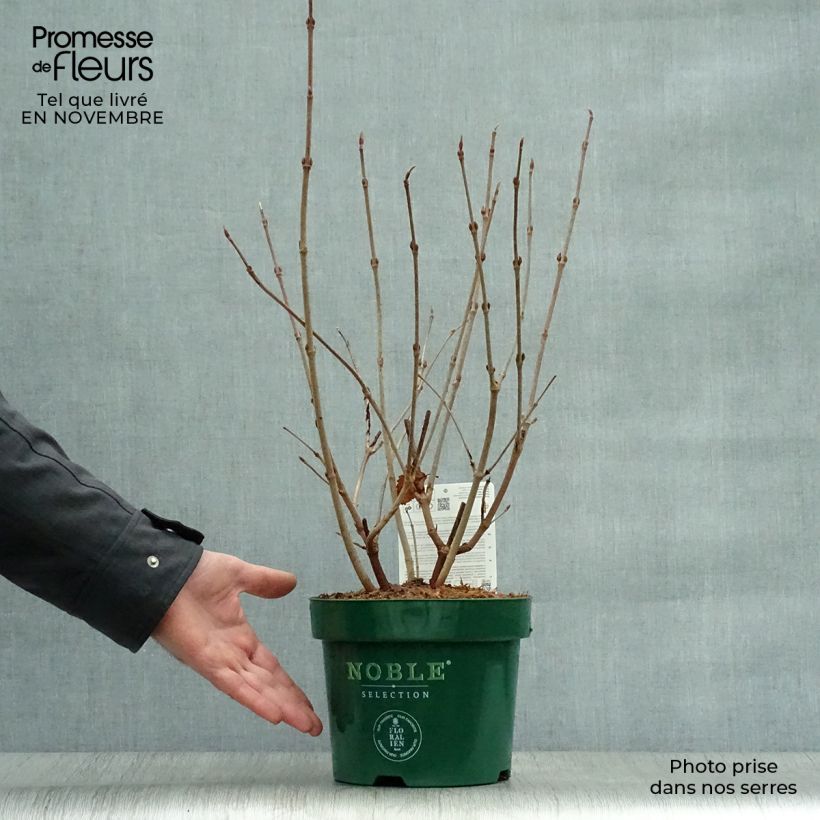 Ejemplar de Viorne - Viburnum plicatum Grandiflorum Pot de 2L/3L entregado en otoño