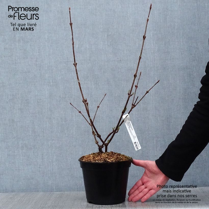 Viorne - Viburnum plicatum Opening Day en pot de 4/5L Ejemplar entregado en invierno