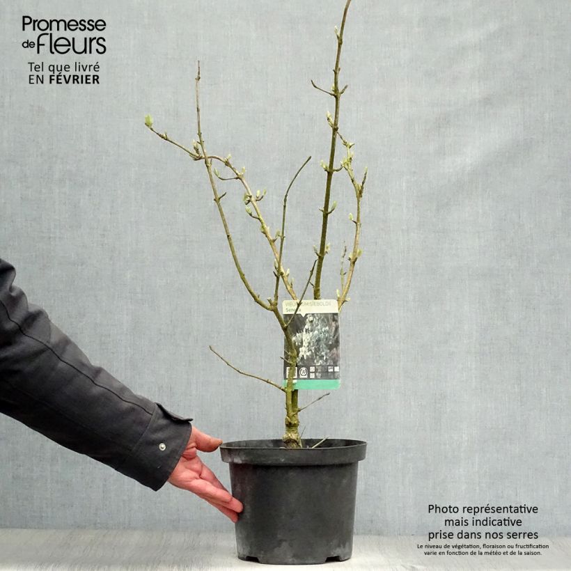 Viorne - Viburnum sieboldii Seneca Pot de 4L/5L Ejemplar entregado en invierno