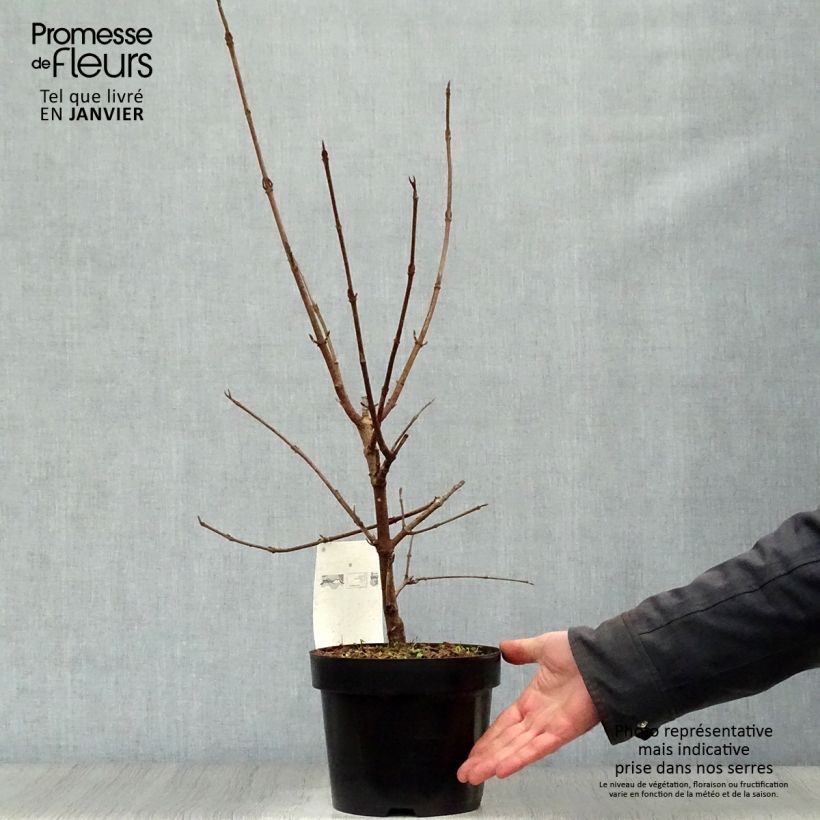 Viorne - Viburnum (x) carlcephalum en pot de 3,5L Ejemplar entregado en invierno