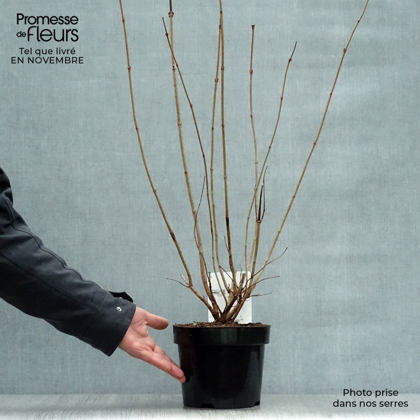 Ejemplar de Viorne boule de Neige - Viburnum opulus Roseum pot de 2L/3L entregado en otoño