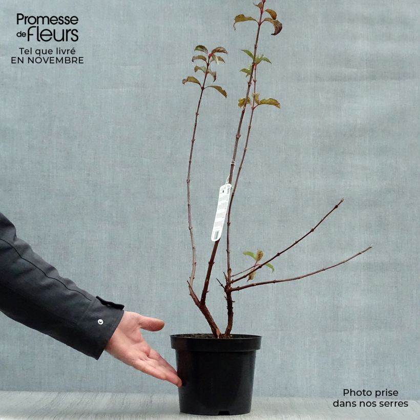 Ejemplar de Viorne d'hiver - Viburnum bodnantense Dawn en pot de 2/3L entregado en otoño