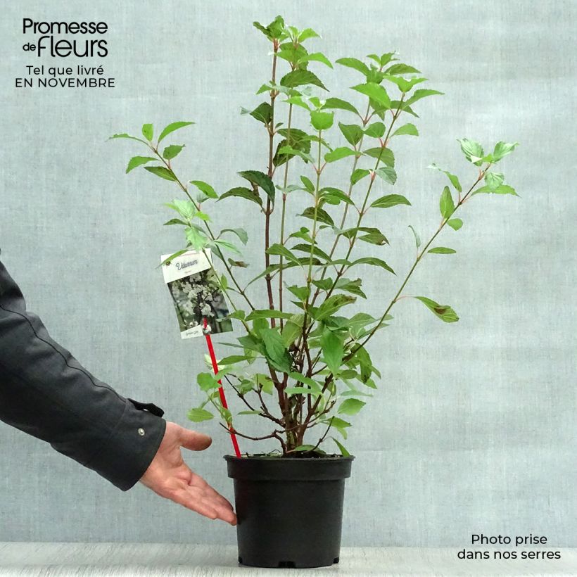 Ejemplar de Viorne d'hiver - Viburnum farreri (fragrans) Pot de 2L/3L entregado en otoño