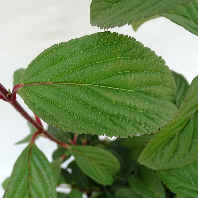 Viburnum bodnantense Charles Lamont - Viburno (Follaje)