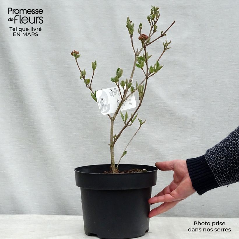 Viorne de Carle - Viburnum carlesii en pot de 4L/5L Ejemplar entregado en invierno