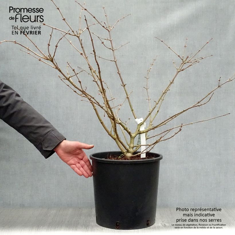 Viorne de Chine -Viburnum plicatum Mariesii en pot de 12L/15L Ejemplar entregado en invierno