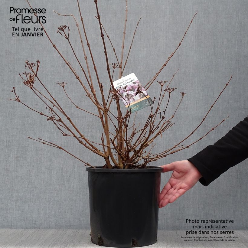 Viorne de Chine - Viburnum plicatum Molly Schroeder 7.5L/10L  Ejemplar entregado en invierno