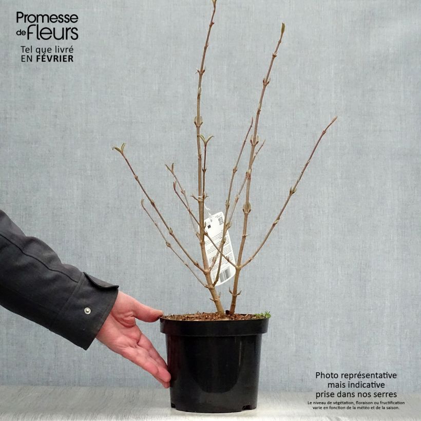 Viorne de Chine - Viburnum plicatum Tomentosum en pot de 2L/3L Ejemplar entregado en invierno