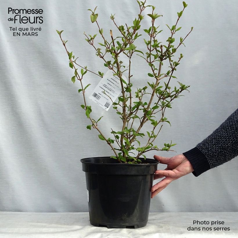 Viorne de Chine - Viburnum plicatum Tomentosum pot de 7,5L/10L Ejemplar entregado en invierno