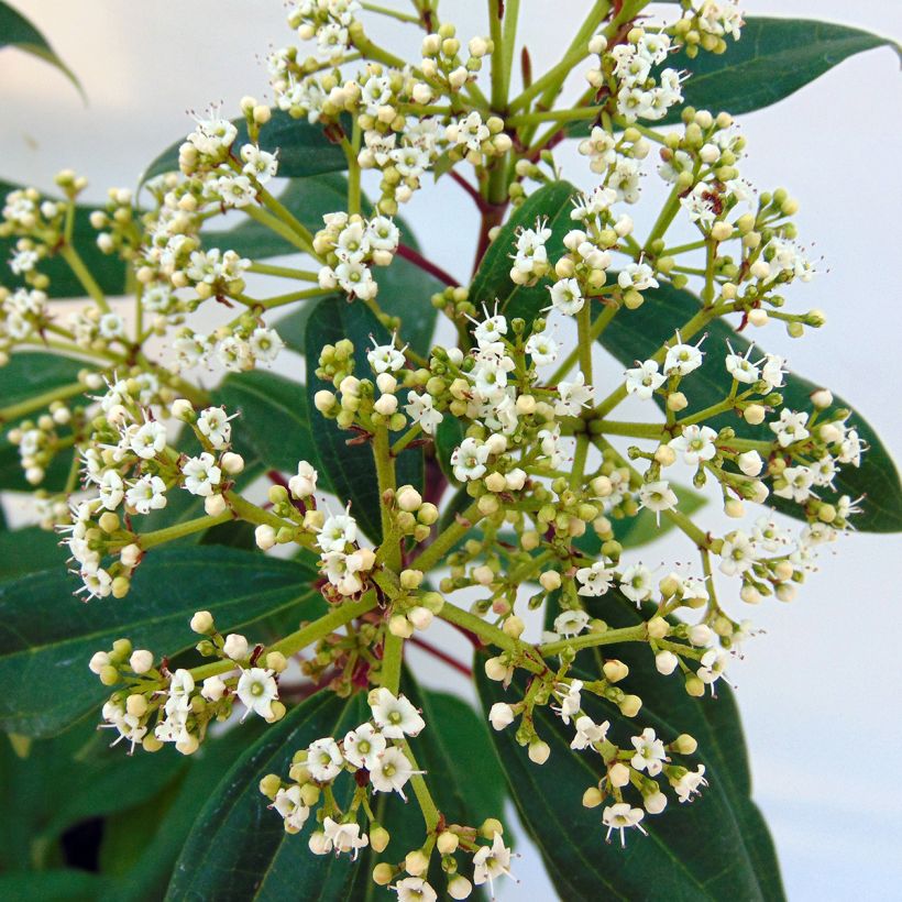 Viburnum davidii Angustifolium - Viburno chino (Floración)