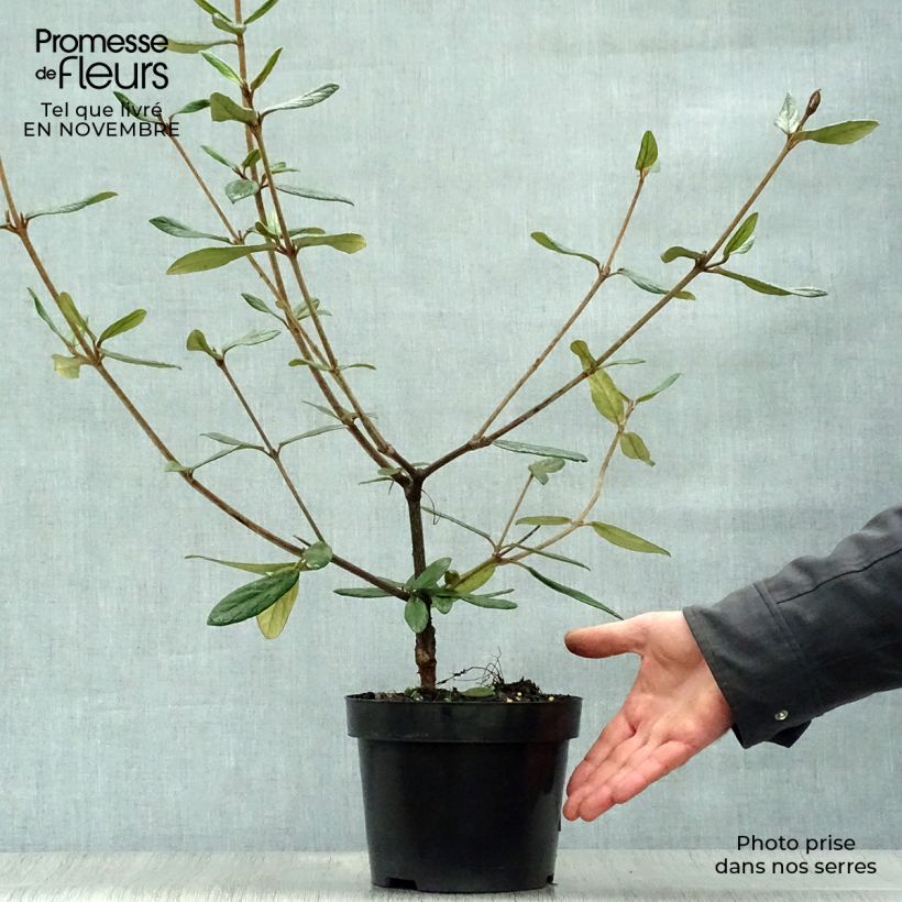 Ejemplar de Viorne de Prague - Viburnum Pragense Pot de 3L/4L entregado en otoño