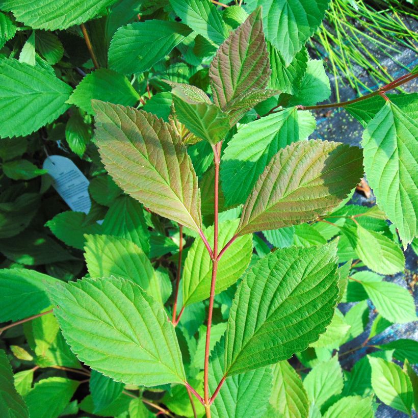 Viburnum farreri - Viburno (Follaje)