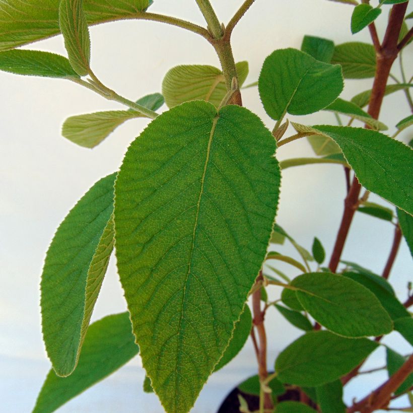 Viburnum lantana Mohican - Morrionera (Follaje)