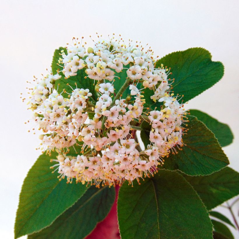 Viburnum lantana Mohican - Morrionera (Floración)