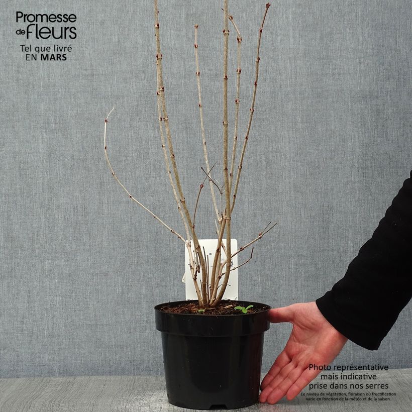 Viorne obier, Boule de neige - Viburnum opulus Park Harvest Pot de 2L/3L Ejemplar entregado en invierno