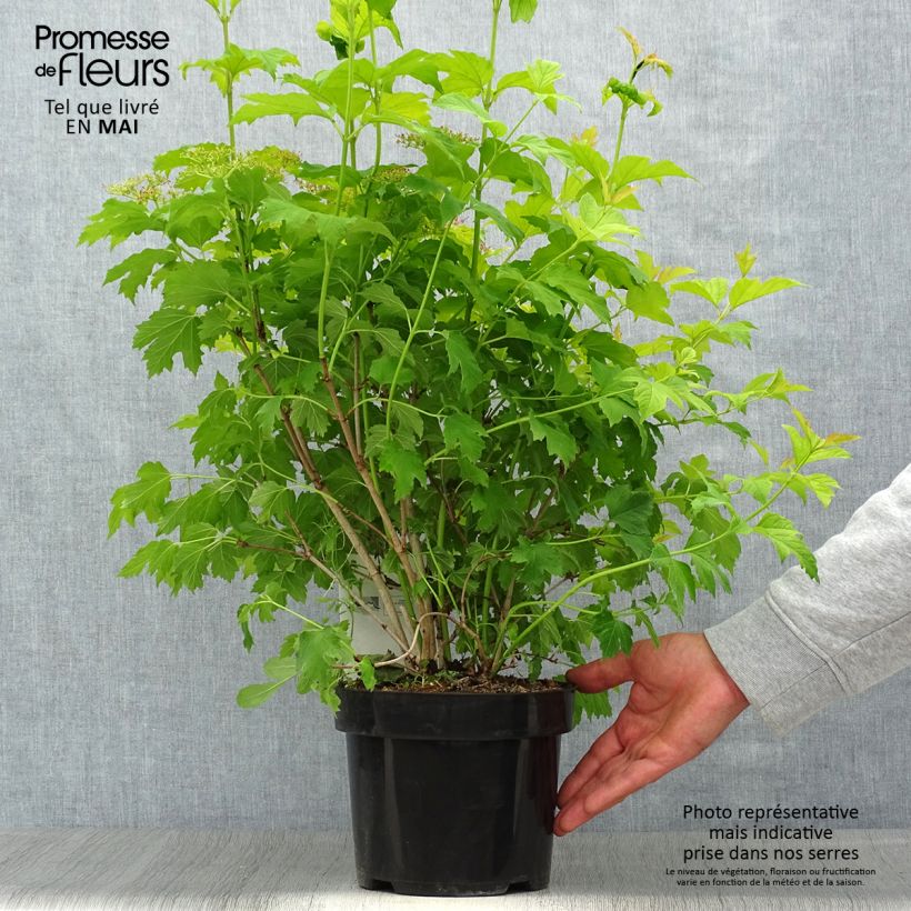 Viburnum opulus Park Harvest Maceta 2L/3LAltura de entrega aprox. 40/50cm Ejemplar entregado en la primavera