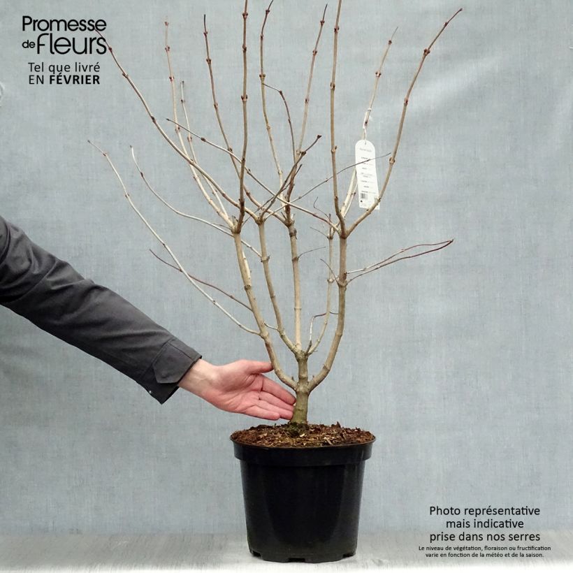 Viorne obier - Viburnum opulus en pot de 7,5L/10L Ejemplar entregado en invierno