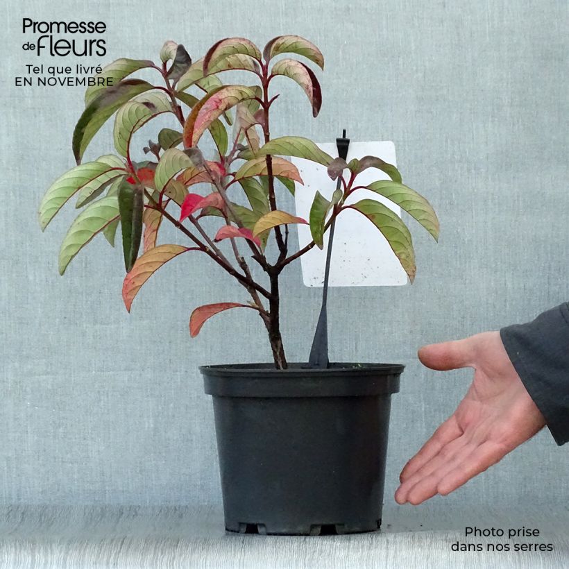 Ejemplar de Viorne ou Viburnum Le Bois Marquis en pot de 3L/4L entregado en otoño