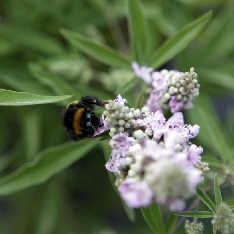 Vitex agnus-castus Pink Pinnacle - Sauzgatillo (Floración)