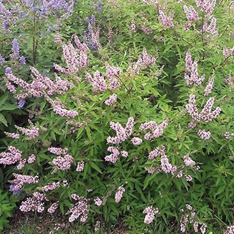 Vitex agnus-castus Pink Pinnacle - Sauzgatillo (Porte)