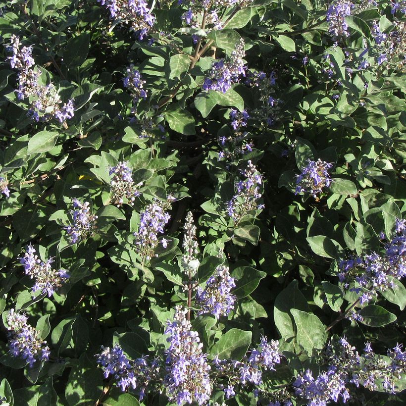 Vitex agnus-castus Chicagoland Blues - Sauzgatillo (Floración)