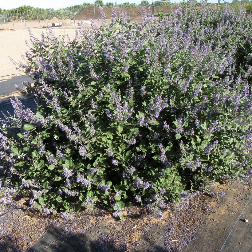 Vitex agnus-castus Chicagoland Blues - Sauzgatillo (Porte)