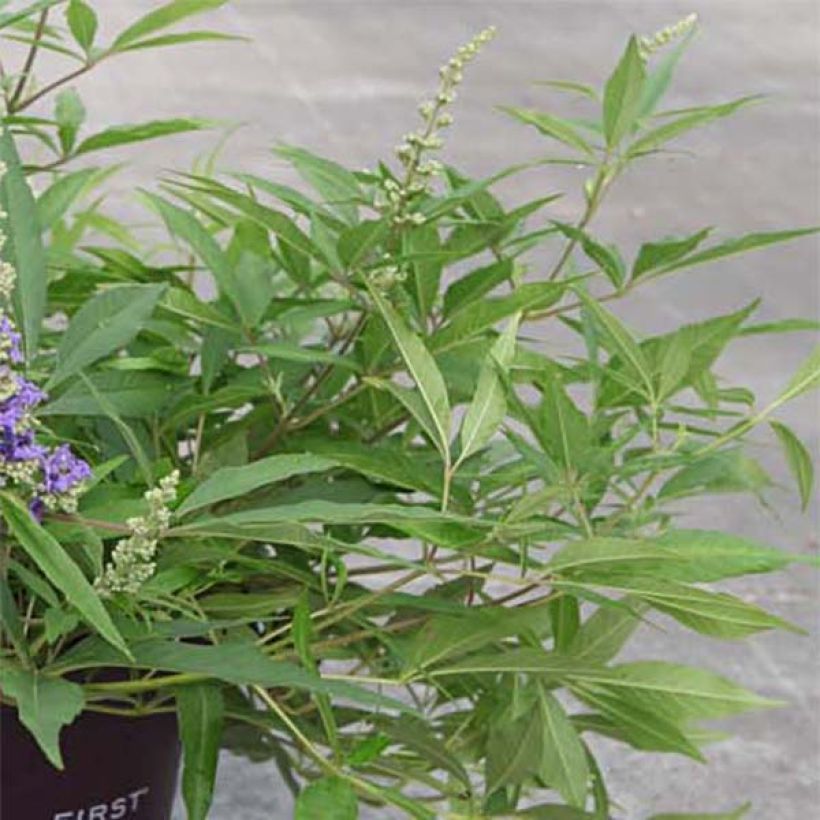 Vitex agnus-castus Blue Puffball - Sauzgatillo (Follaje)