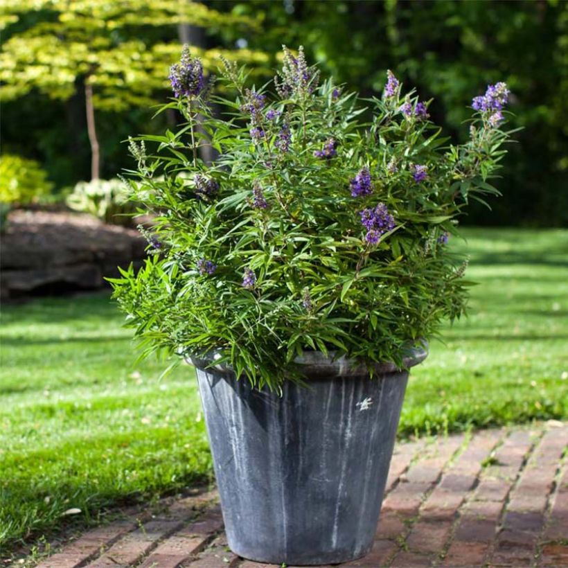 Vitex agnus-castus Blue Puffball - Sauzgatillo (Porte)