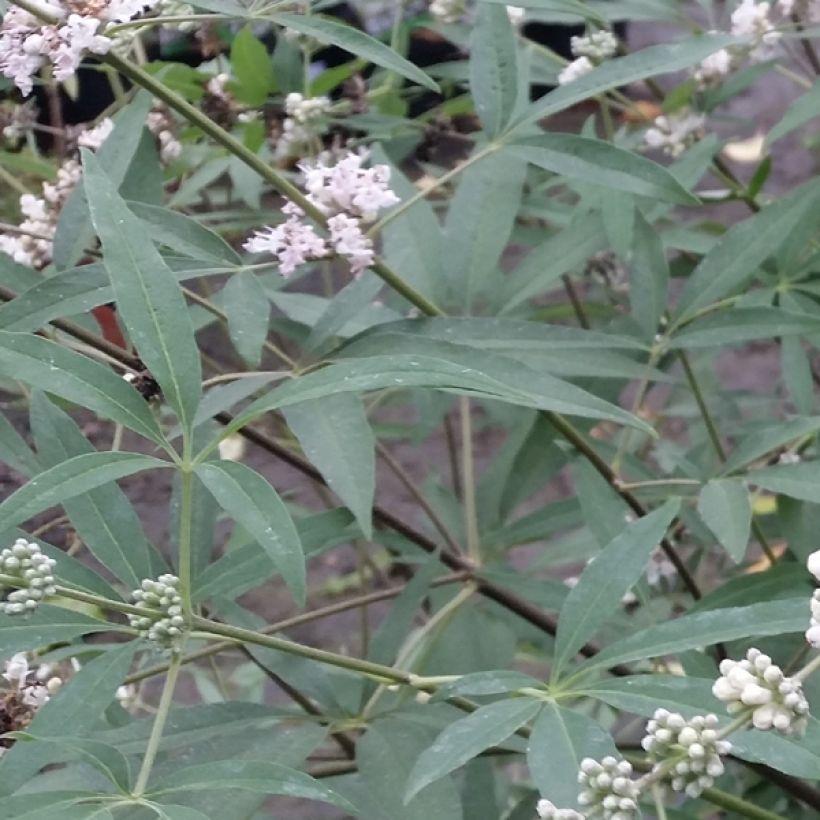 Vitex agnus-castus Albus - Sauzgatillo (Follaje)