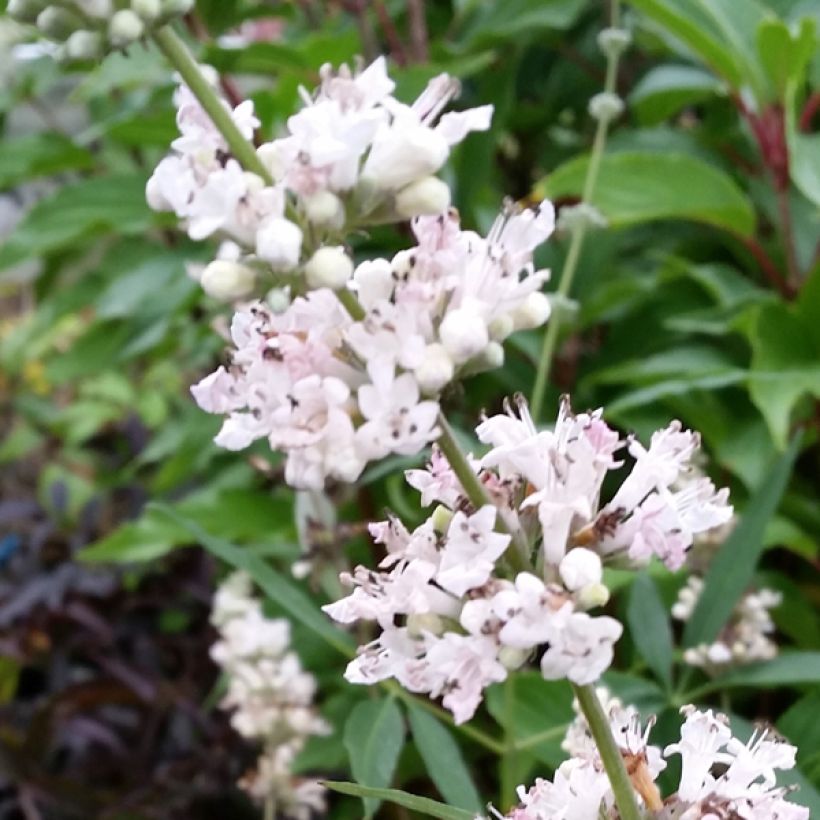 Vitex agnus-castus Albus - Sauzgatillo (Floración)