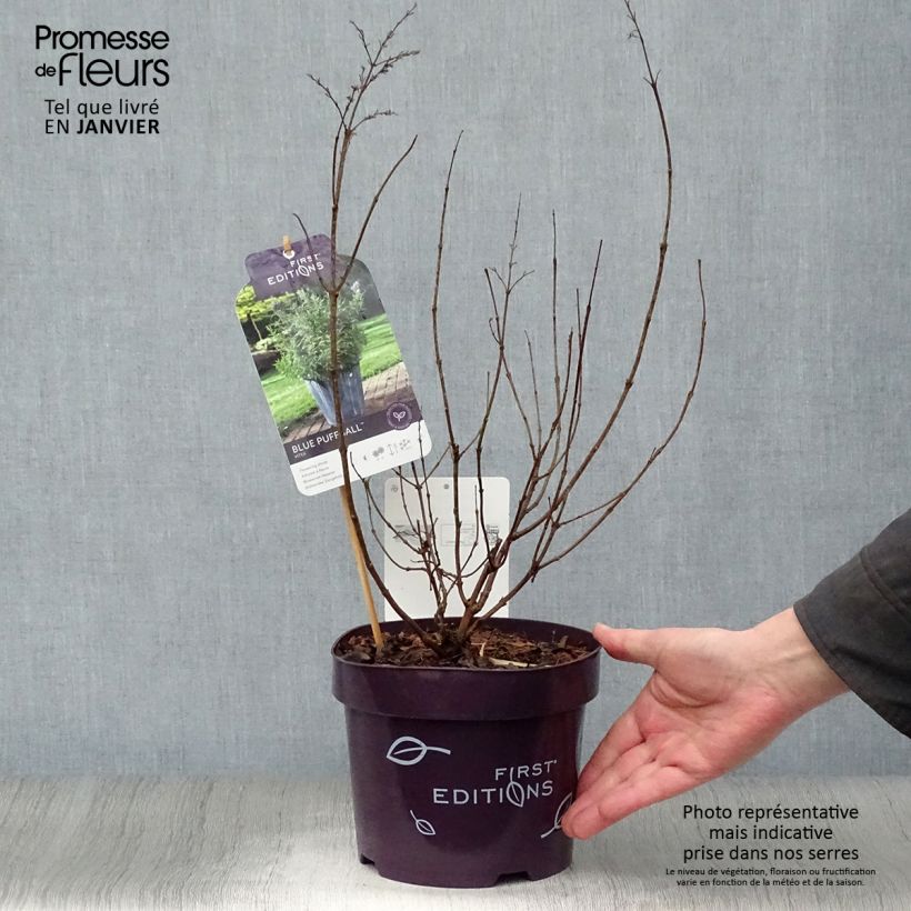 Vitex agnus-castus Blue Puffball - Gattilier Pot de 3L/4L Ejemplar entregado en invierno