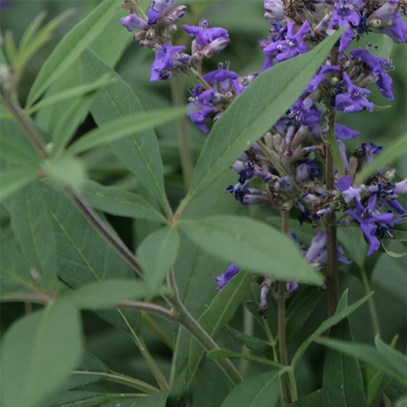 Vitex agnus-castus Delta Blues - Sauzgatillo (Follaje)