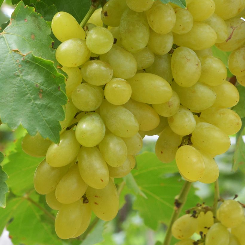 Vid Centennial seedless (Cosecha)