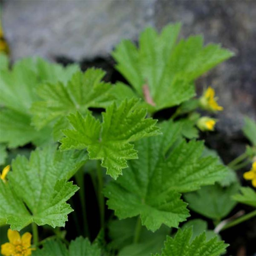 Waldsteinia geoides (Follaje)