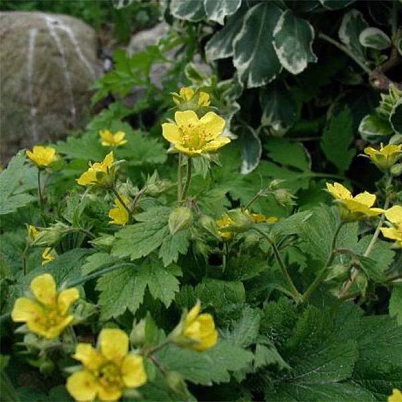 Waldsteinia geoides (Floración)