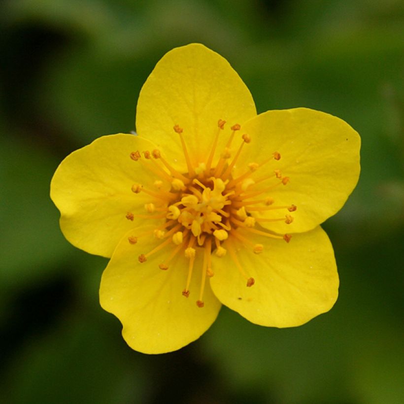 Waldsteinia ternata (Floración)