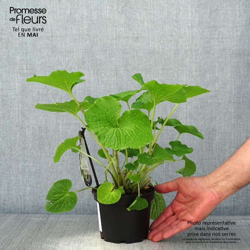 Wasabi japonais Mephisto - Eutrema japonicum - pot de 1.5L/2L Ejemplar entregado en la primavera