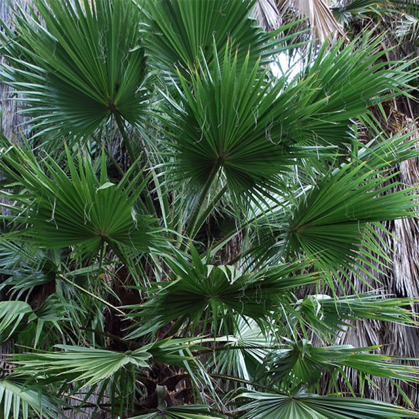 Washingtonia filifera - Palma de California (Follaje)